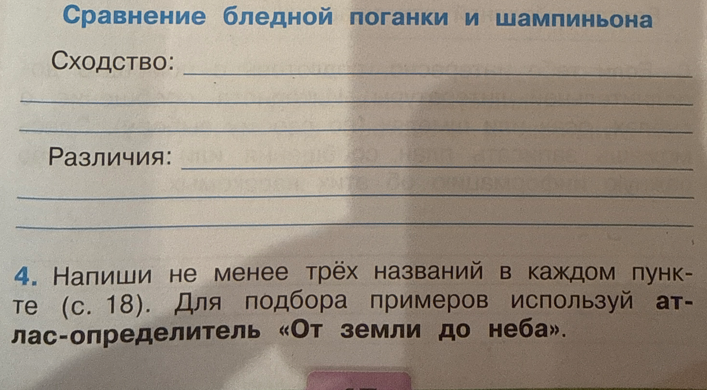 Сравнение бледной поганки и шампиньона