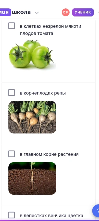 Где проходит фотосинтез