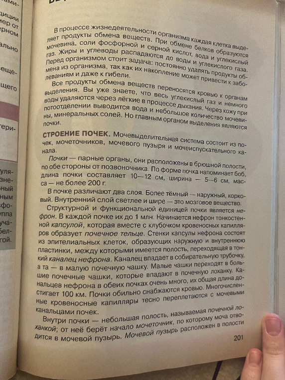 Конспект по теме 'Строение почек'