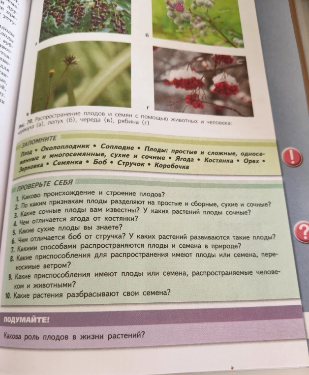 Какие сухие плоды вы знаете?
