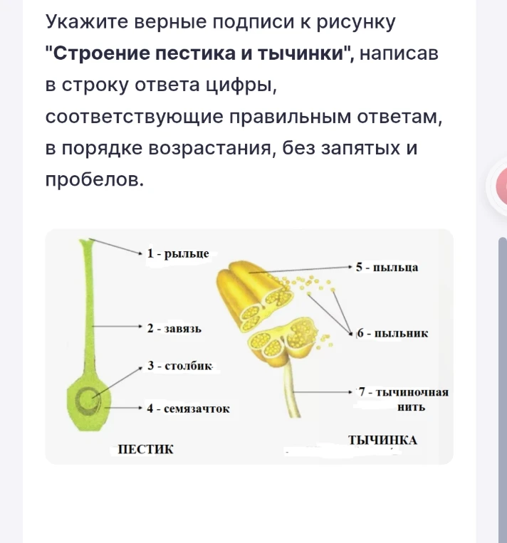 Укажите верные подписи к рисунку "Строение пестика и тычинки", написав в строку ответа цифры, соответствующие правильным ответам, в порядке возрастания, без запятых и пробелов.