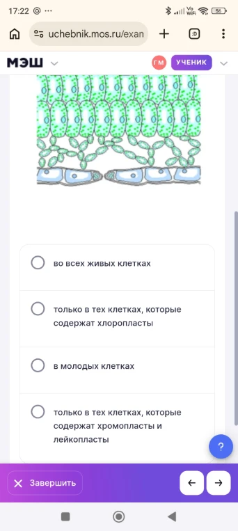 В каких клетках растения происходит фотосинтез