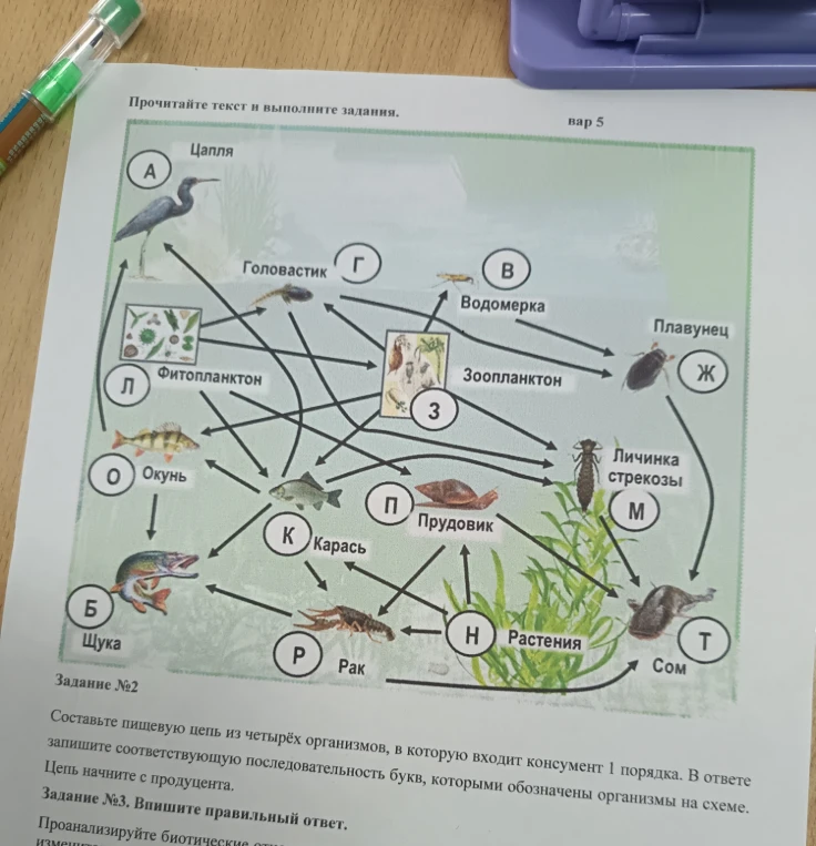 Составьте пищевую цепь из четырёх организмов, в которую входит консумент 1 порядка. В ответе запишите соответствующую последовательность букв, которыми обозначены организмы на схеме. Цепь начните с продуцента.