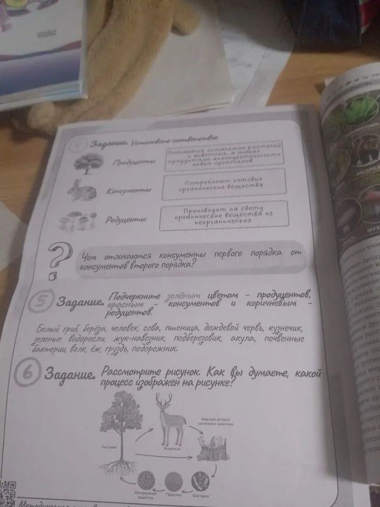 Установите соответствие: Продуценты, Консументы, Редуценты. Чем отличаются консументы первого порядка от консументов второго порядка? Подчеркните зелёным цветом — продуцентов, красным — консументов и коричневым — редуцентов. Рассмотрите рисунок. Какой процесс изображен?