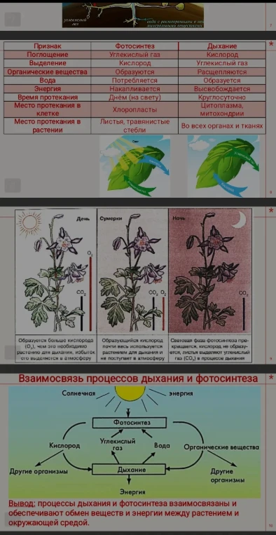 Краткий конспект по теме: Взаимосвязь процессов дыхания и фотосинтеза
