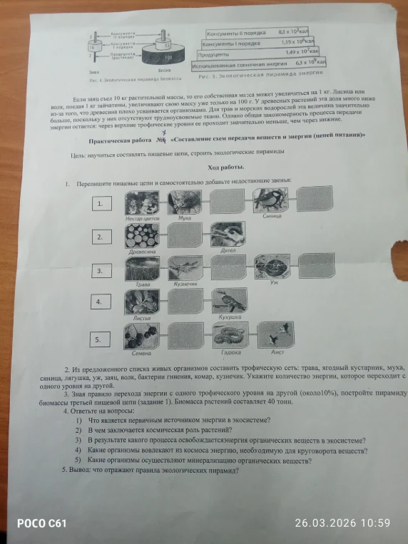 Практическая работа №6 «Составление схем передачи веществ и энергии (цепей питания)». Цель: научиться составлять пищевые цепи, строить экологические пирамиды.