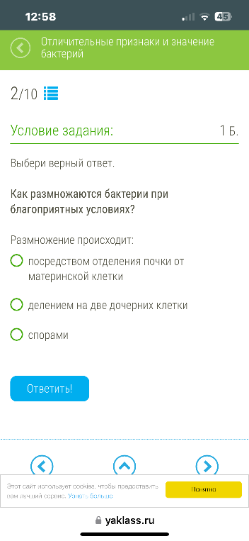 Как размножаются бактерии при благоприятных условиях?
