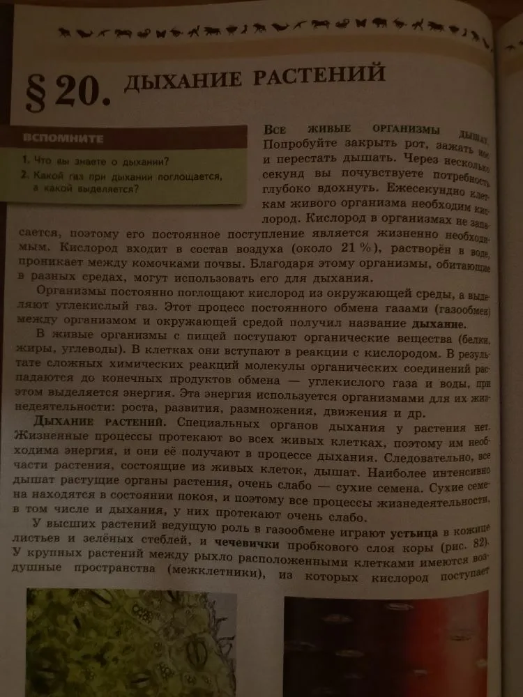 § 20. ДЫХАНИЕ РАСТЕНИЙ. Все живые организмы дышат. Попробуйте закрыть рот, зажать нос и перестать дышать.