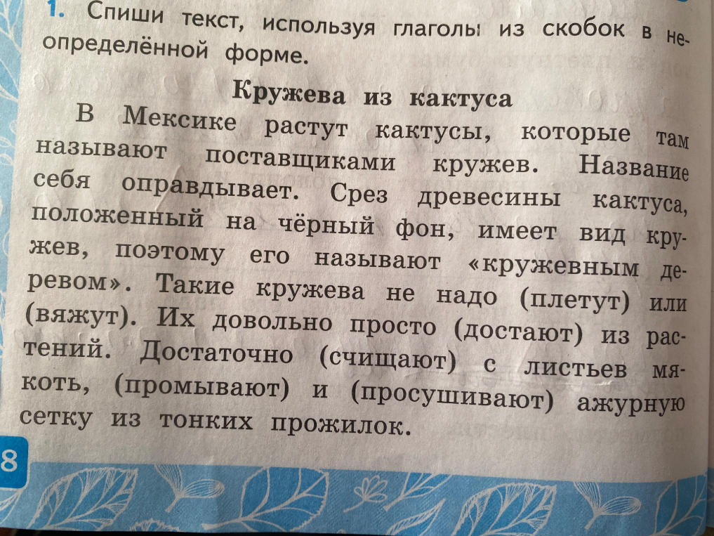 Где растут «кружевные» деревья? Выпиши ответ из текста.