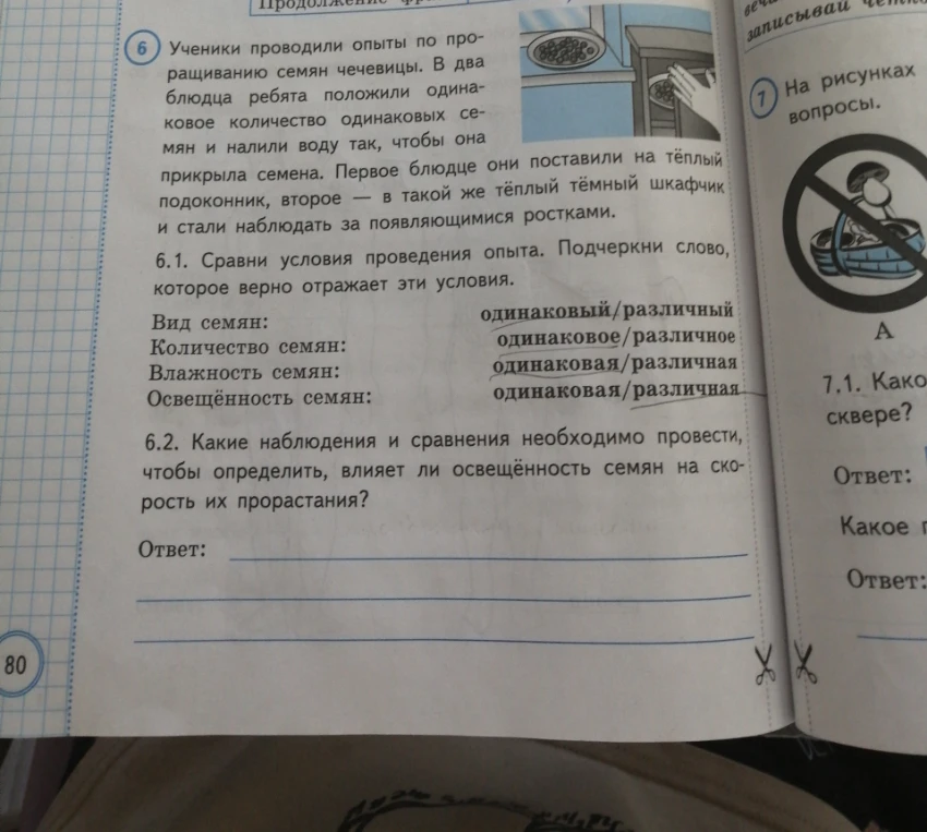 Какие наблюдения и сравнения необходимо провести, чтобы определить, влияет ли освещённость семян на скорость их прорастания?