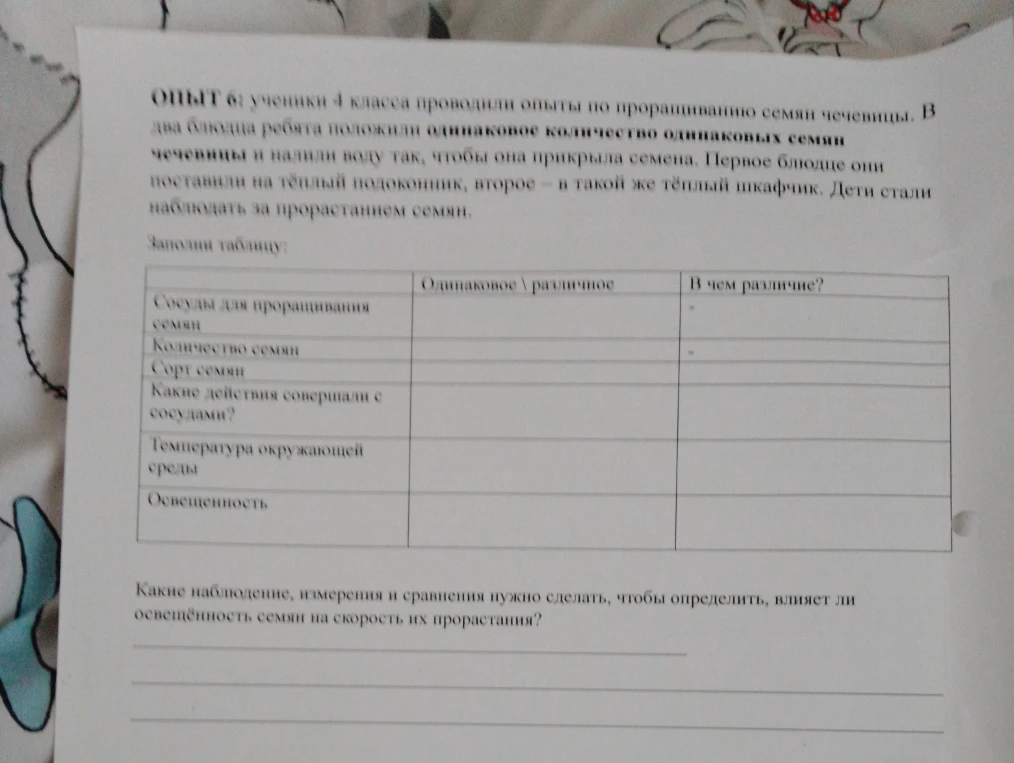 ОПЫТ 6: ученики 4 класса проводили опыты по проращиванию семян чечевицы.