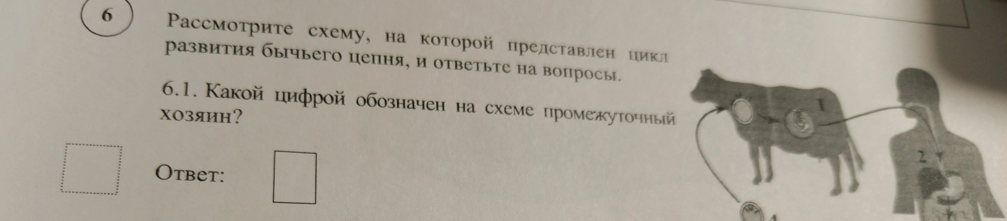 6.1. Какой цифрой обозначен на схеме промежуточный хозяин?