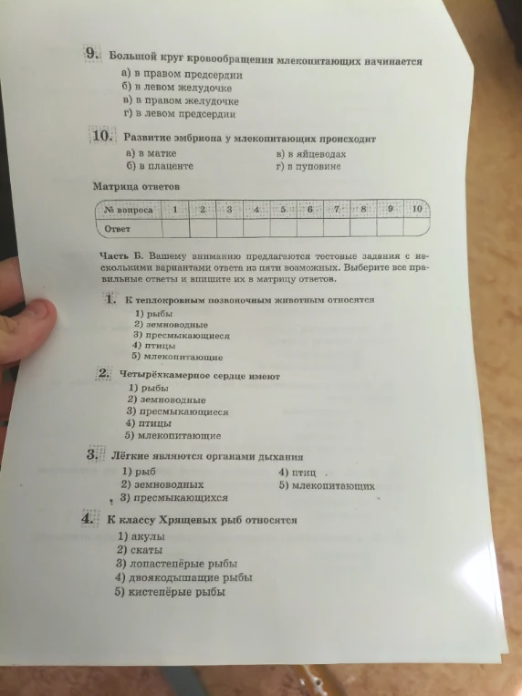 Большой круг кровообращения млекопитающих начинается