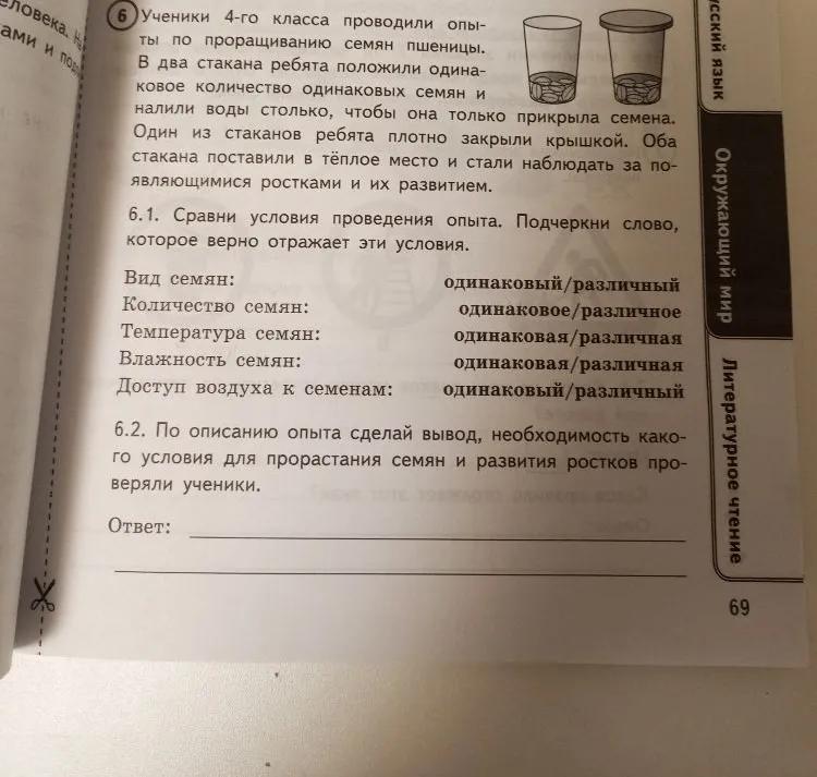 Ученики 4-го класса проводили опыты по проращиванию семян пшеницы.