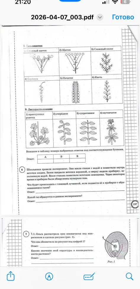 Школьники провели эксперимент. Они взяли стакан с водой и поместили внутрь веточки элодеи.