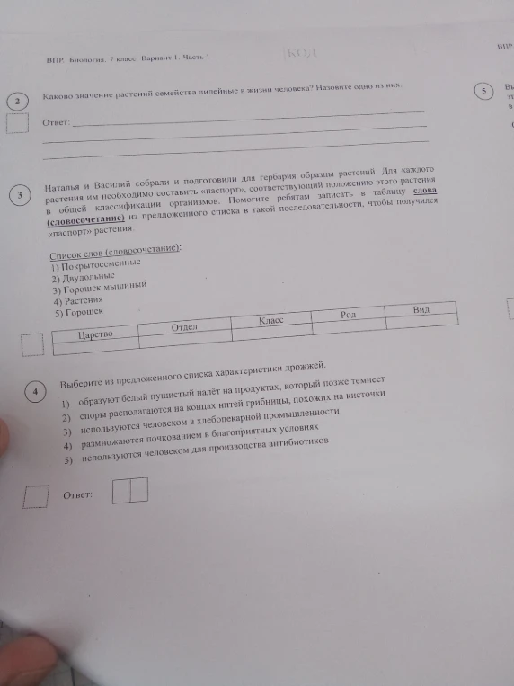 Каково значение растений семейства лилейные в жизни человека? Назовите одно из них.