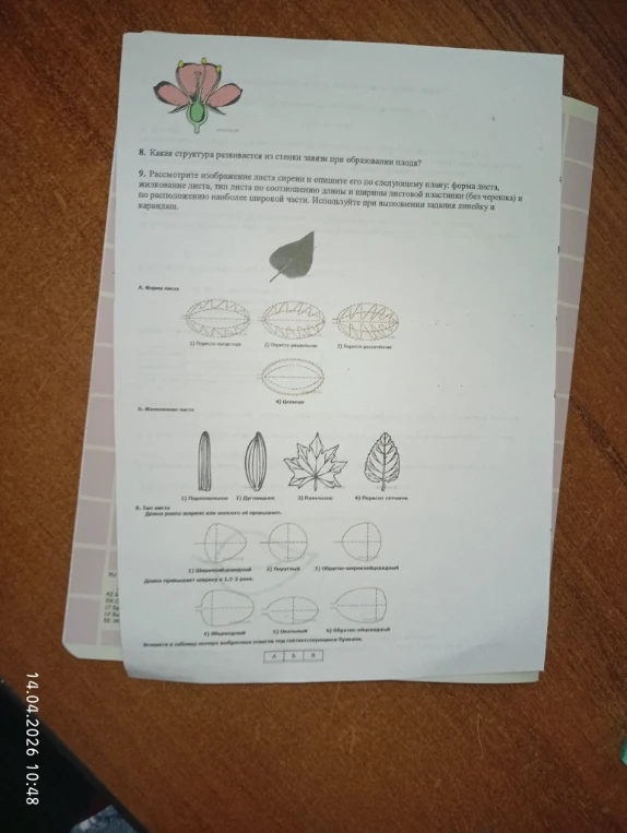 8. Какая структура развивается из стенки завязи при образовании плода?