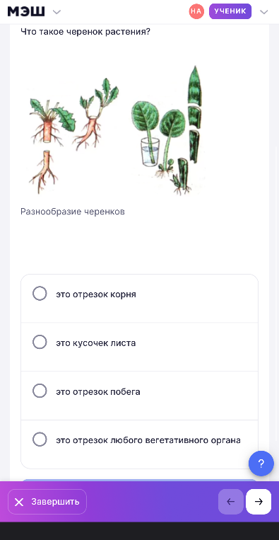 Что такое черенок растения?