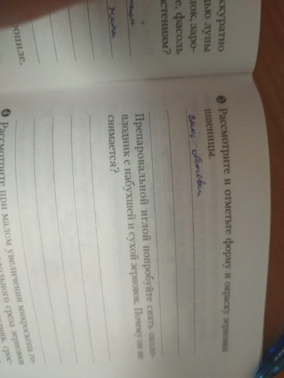 Рассмотрите и отметьте форму и окраску зерновки пшеницы.