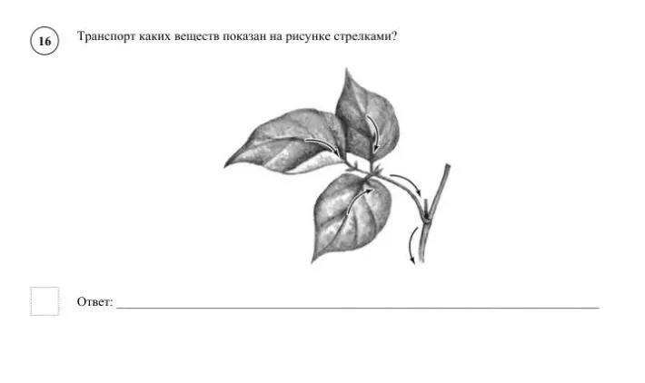 Транспорт каких веществ показан на рисунке стрелками?
