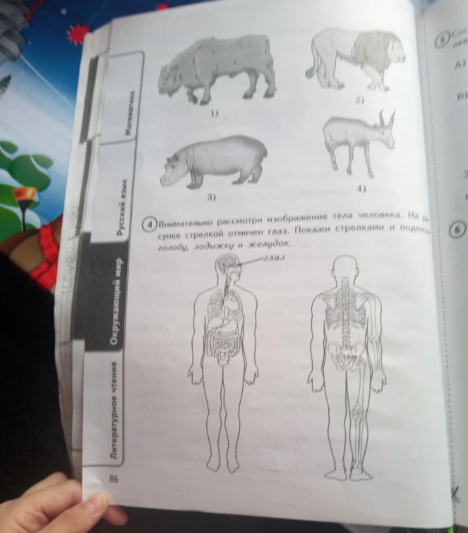 Внимательно рассмотри изображение тела человека. На рисунке стрелкой отмечен глаз. Покажи стрелками и подпиши: голову, лодыжку и желудок.