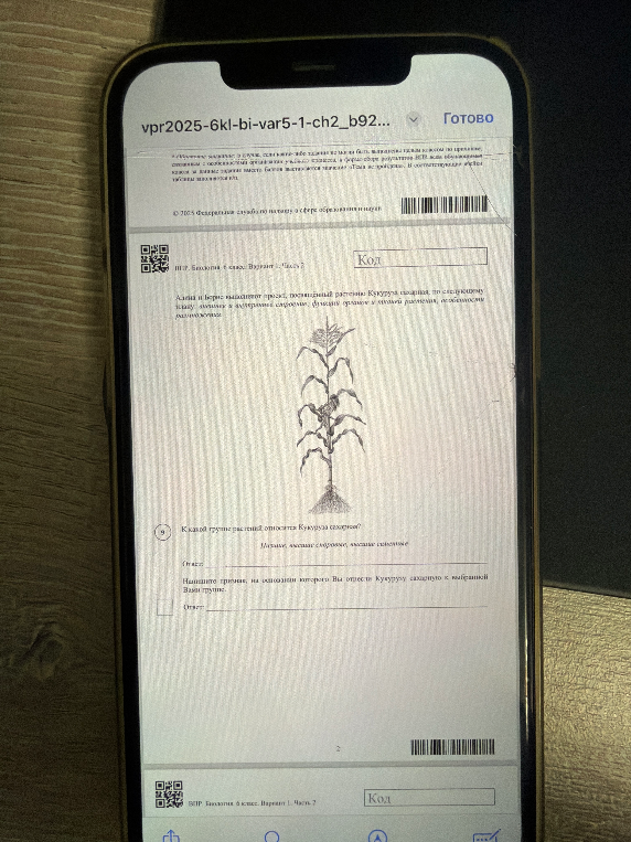 К какой группе растений относится Кукуруза сахарная? Напишите признак, на основании которого Вы отнесли кукурузу сахарную к выбранной Вами группе.