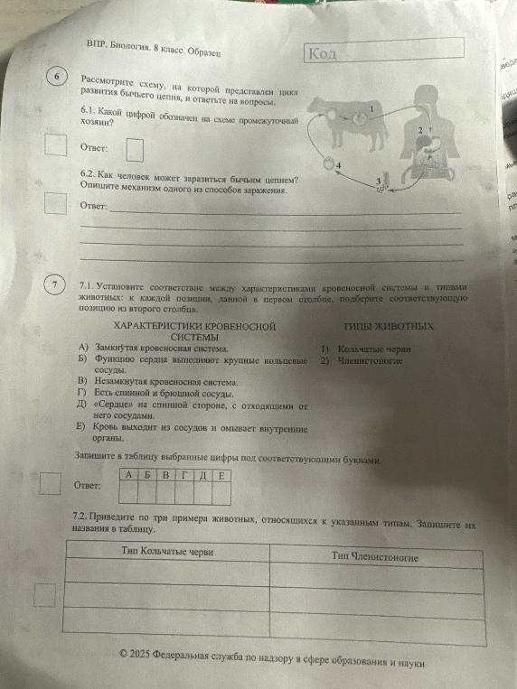 Рассмотрите схему, на которой представлен цикл развития бычьего цепня, и ответьте на вопросы.