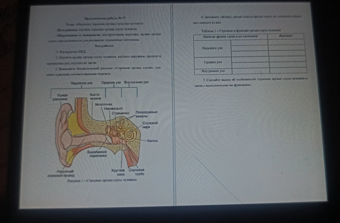 4. Заполните таблицу, указав отделы органа слуха, их элементы и функции каждого из них.