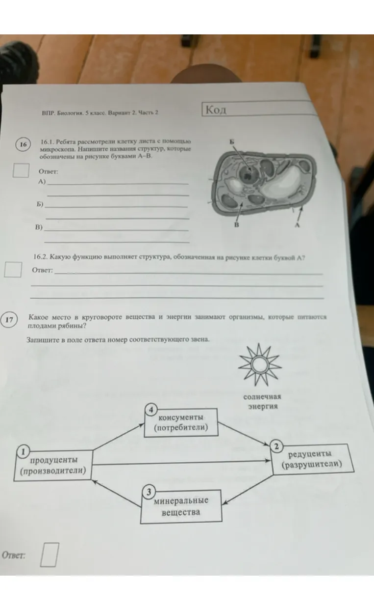 16.1. Ребята рассмотрели клетку листа с помощью микроскопа. Напишите названия структур, которые обозначены на рисунке буквами А-В.