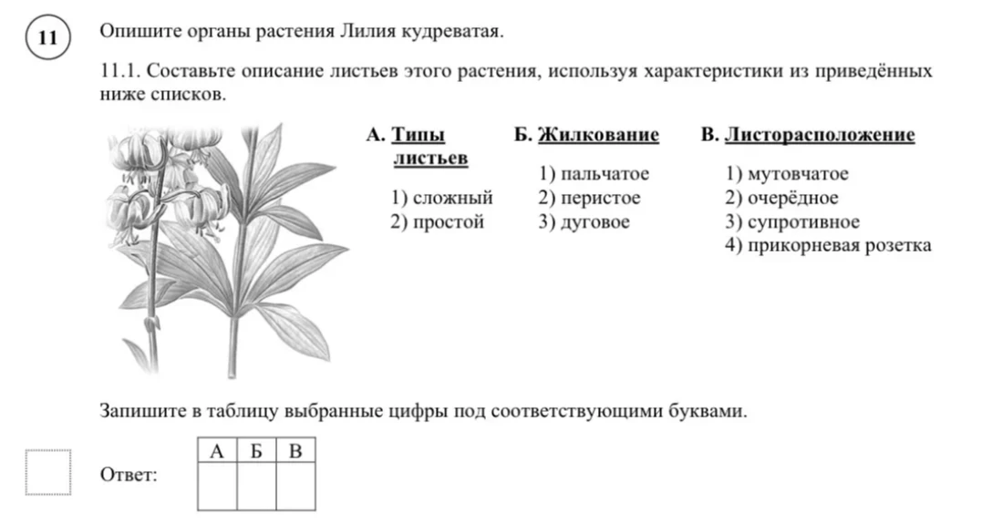 Опишите органы растения Лилия кудреватая.