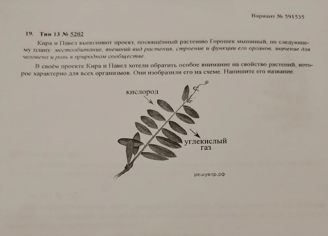 19. Тип 13 № 5202 Кира и Павел выполняют проект, посвящённый растению Горошек мышиный, по следующему плану: местообитание, внешний вид растения, строение и функции его органов, значение для человека и роль в природном сообществе. В своём проекте Кира и Павел хотели обратить особое внимание на свойство растений, которое характерно для всех организмов. Они изобразили его на схеме. Напишите его название.
