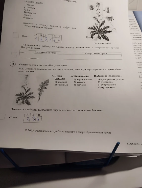 10.2. Запишите в таблицу по одному примеру вегетативного и генеративного органов Пастушья сумки.