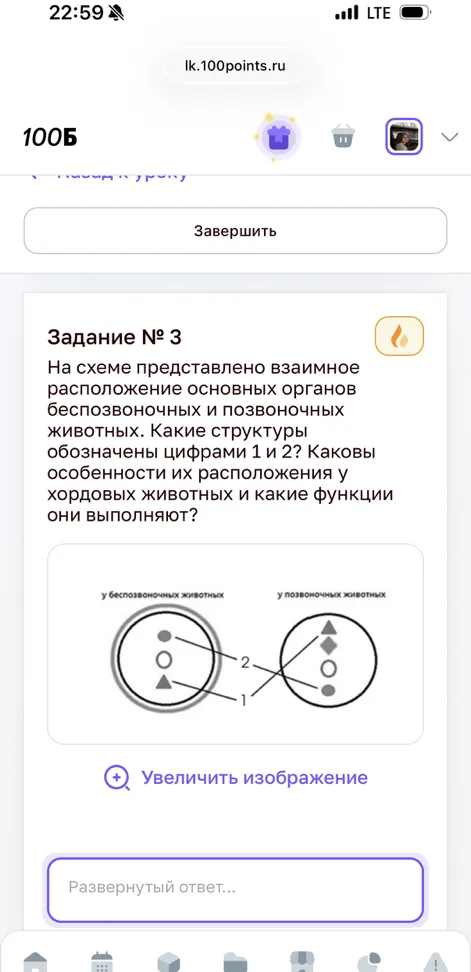 На схеме представлено взаимное расположение основных органов беспозвоночных и позвоночных животных. Какие структуры обозначены цифрами 1 и 2? Каковы особенности их расположения у хордовых животных и какие функции они выполняют?