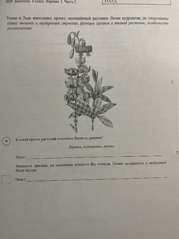 К какой группе растений относится Лилия кудреватая?