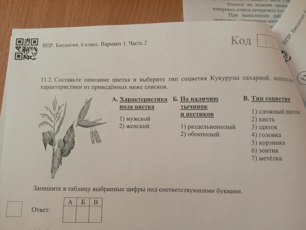 11.2. Составьте описание цветка и выберите тип соцветия Кукурузы сахарной, используя характеристики из приведённых ниже списков.