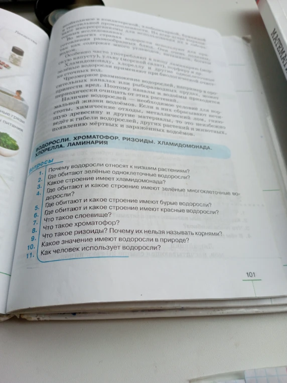 Почему водоросли относят к низшим растениям?