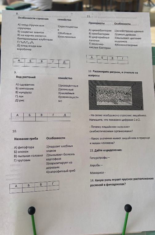 8. Особенности строения семейство А) плод стручок или стручочек