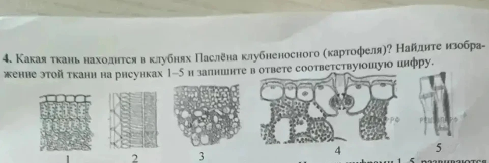 Какая ткань находится в клубнях Паслёна клубненосного (картофеля)? Найдите изображение этой ткани на рисунках 1-5 и запишите в ответе соответствующую цифру.