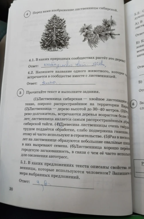 5.1. В каких предложениях текста описаны свойства лиственницы, которые используются человеком? Запишите номера выбранных предложений.