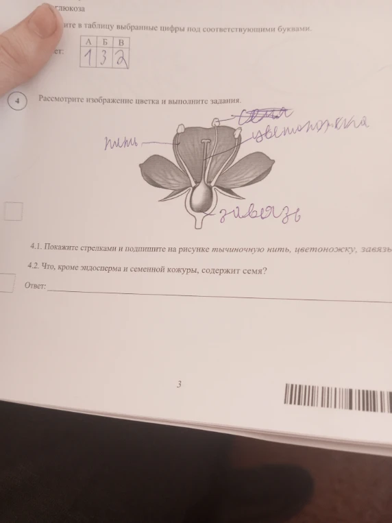 4.2. Что, кроме эндосперма и семенной кожуры, содержит семя?