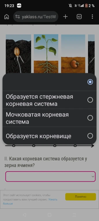 II. Какая корневая система образуется у зерна ячменя?