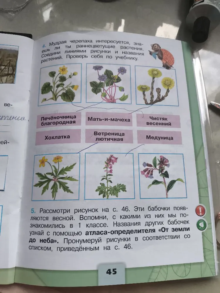 Мудрая черепаха интересуется, знаешь ли ты раннецветущие растения. Соедини линиями рисунки и названия растений. Проверь себя по учебнику.
