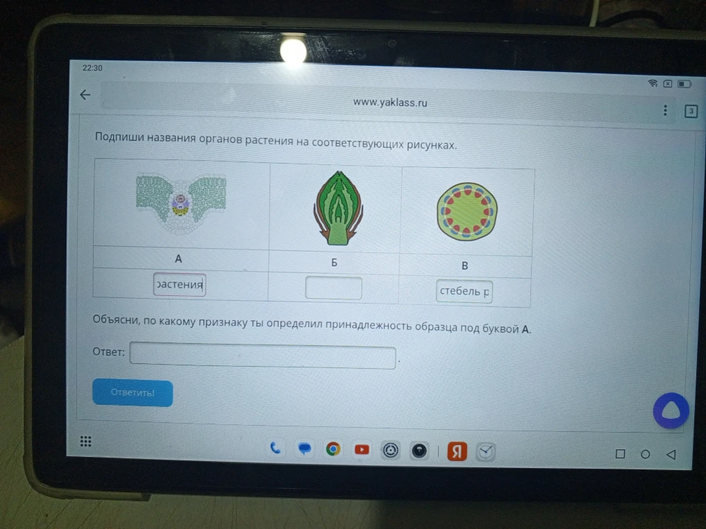 Подпиши названия органов растения на соответствующих рисунках.
