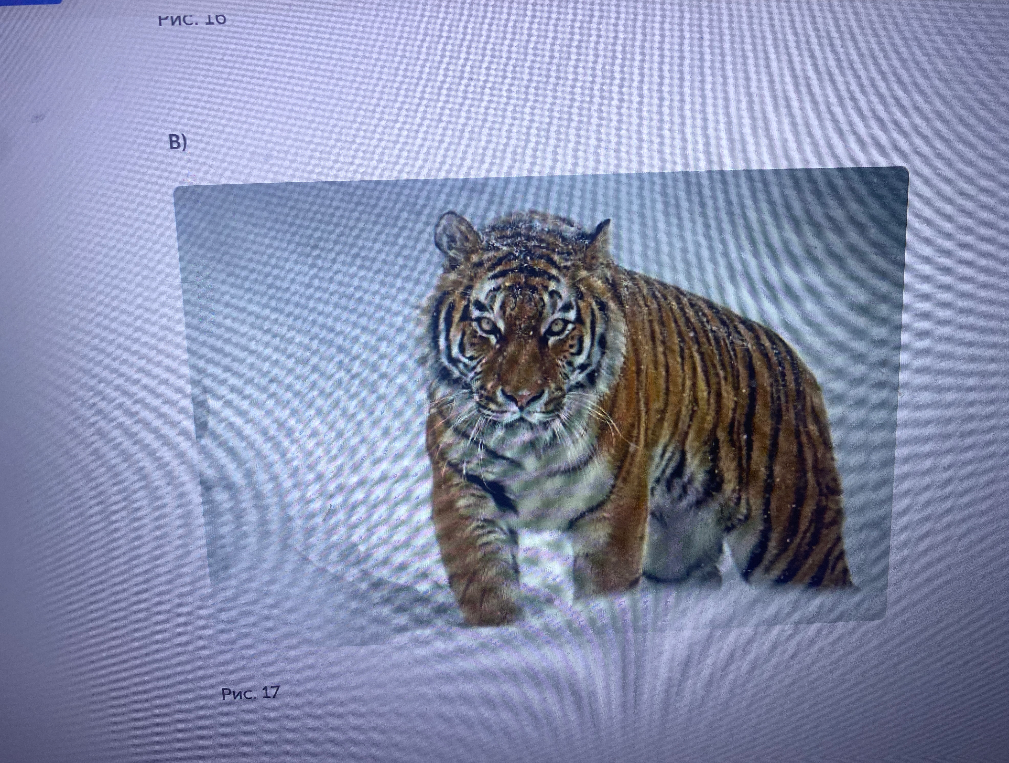 Рассмотрите представленные ниже изображения животных. Найдите соответствия между ними и материками, на которых они обитают. Ответ запишите в таблицу.