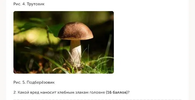 1. На фотографиях изображены следующие грибы: спорынья, трутовик, подберёзовик. Какие из этих грибов относят к грибам-паразитам? Почему их так называют (20 баллов)?