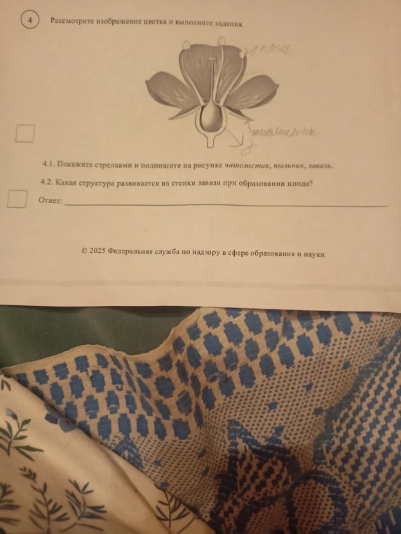 4.1. Покажите стрелками и подпишите на рисунке чашелистик, пыльник, завязь. 4.2. Какая структура развивается из стенки завязи при образовании плода?
