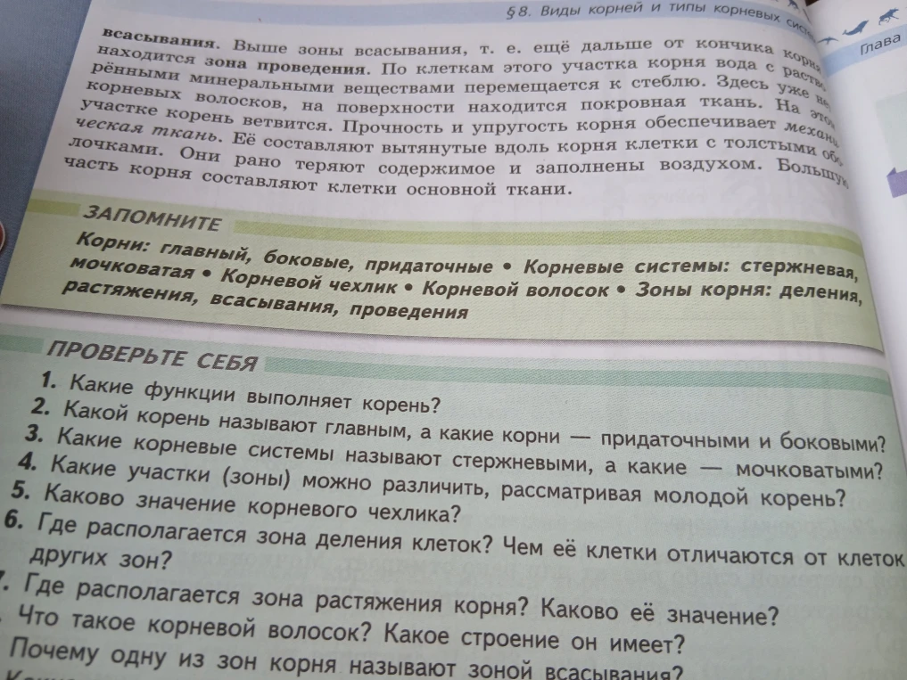 Какие функции выполняет корень?