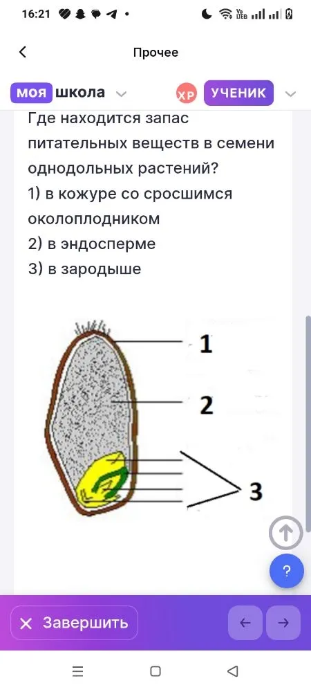 Где находится запас питательных веществ в семени однодольных растений?