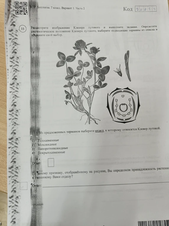 Рассмотрите изображение Клевера лугового и выполните задания.