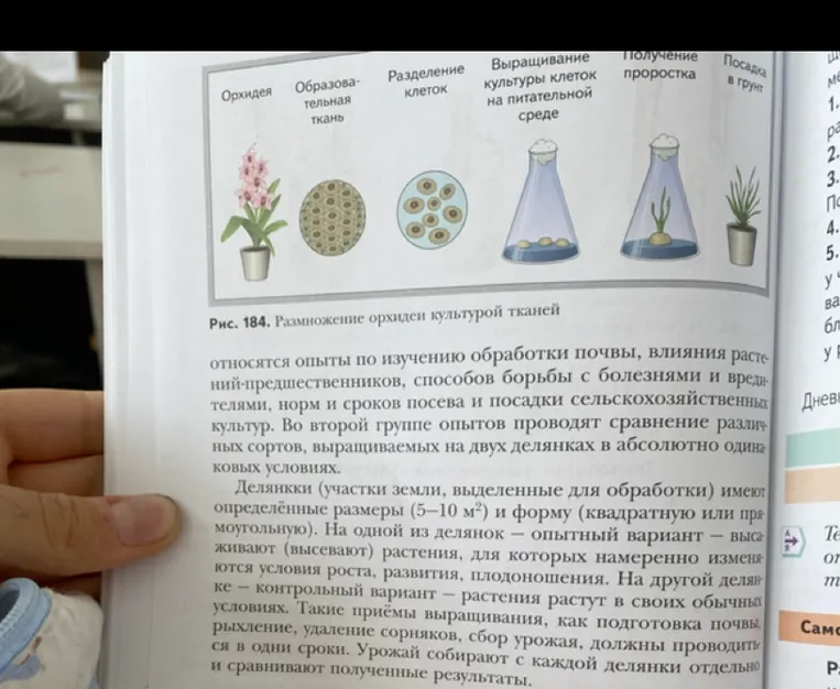 Рис. 184. Размножение орхидеи культурой тканей